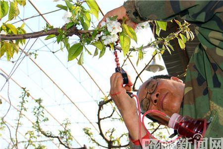 两棵樱桃树多远距离容易授粉