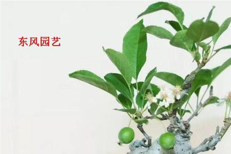 棠梨生桩的种植方法时间