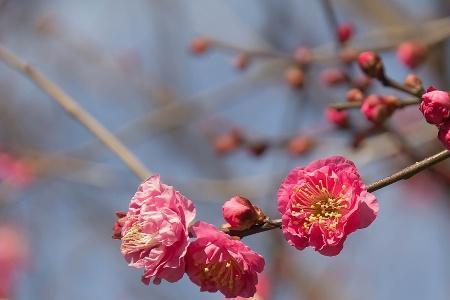 年年岁岁花相似作者是谁