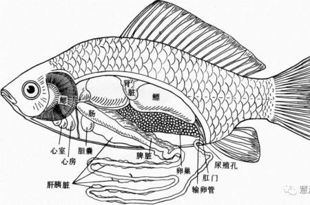 甲鱼的构造