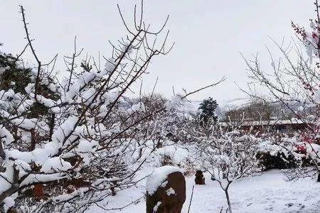 雪染梅花醉下联