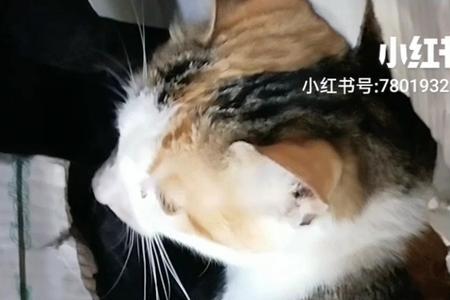 猫咪和孩子分开会难过多久