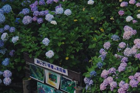 北海道为什么没有梅雨