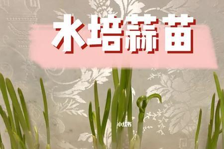 水培大蒜水里可以放鱼吗