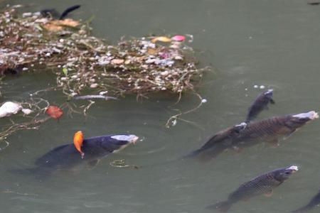 昆明市哪里有花鲢鱼批发