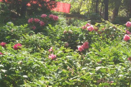 百花低首拜芳尘什么意思