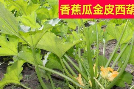 香蕉西葫芦几月份播种