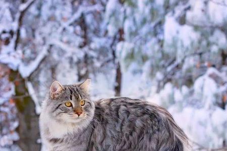 西森猫一生只认一个母猫吗