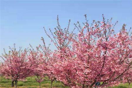 江户彼岸樱福建可以开花吗