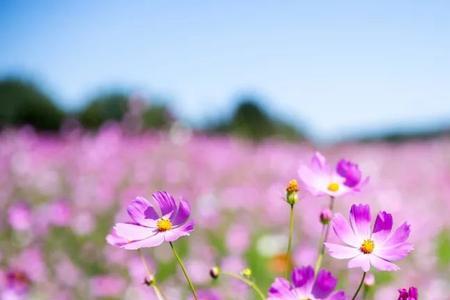 阡陌花开下大结局