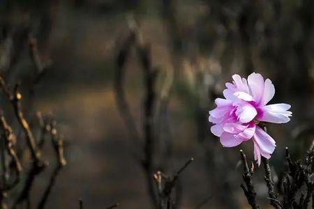 吐芬芳意思