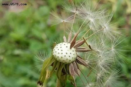 奔狼岭有蒲公英籽吗