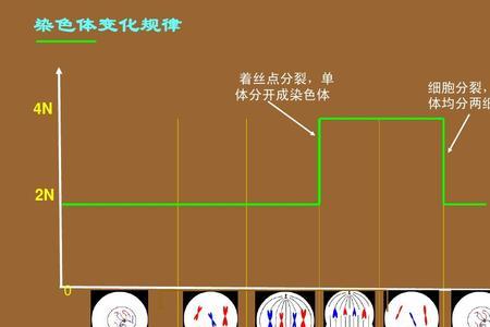 细胞分裂液泡的变化