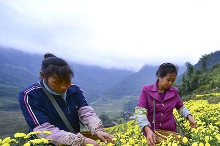 采菊是几月份