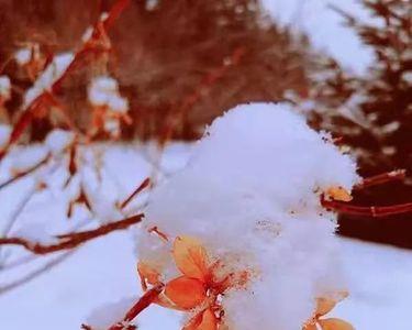 等一场雪落念一人安好什么意思