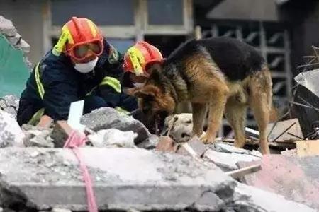 搜救犬会咬死人吗