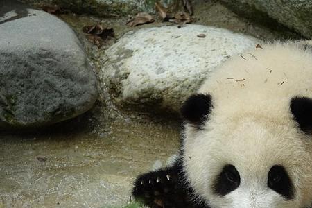 熊猫花花什么时候独居