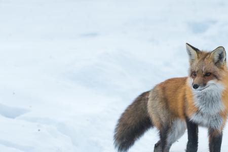 狐狸会主动攻击哪种生物