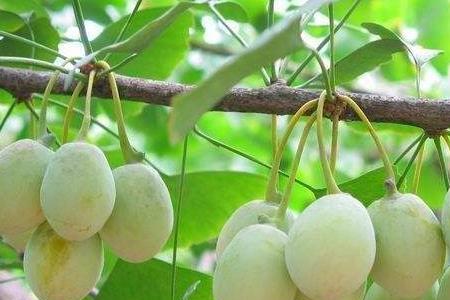 银杏是国家哪一级保护植物