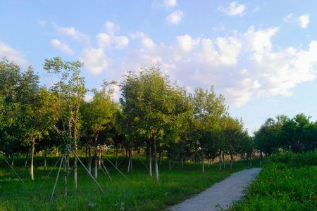 为什么喜欢夏天的早晨一年级