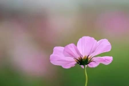 你是我的格桑花的来历