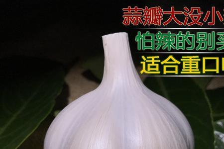 蒜头公主什么品种