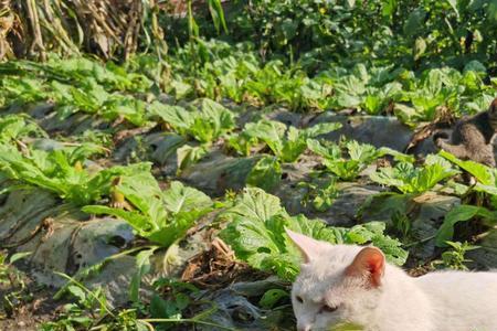 猫咪可以吃白菜叶吗