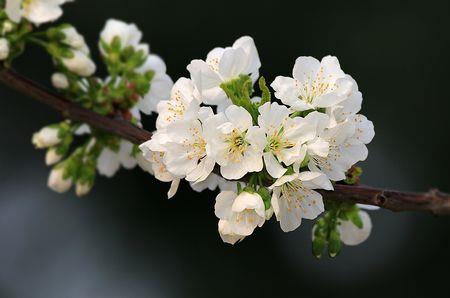 怎么区别海棠花和樱桃花啊