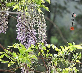 野生紫藤怎么识别