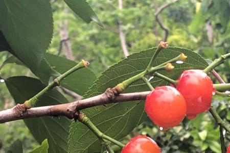 娇艳欲滴可以形容水果吗