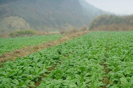 露地榨菜种植方法