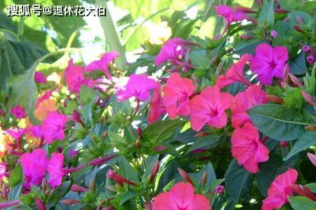 胭脂花种子种植方法