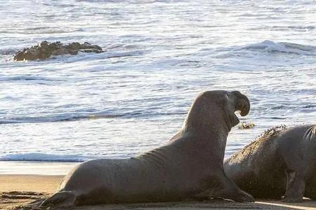 海豹多长时间水上呼吸一次