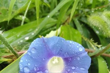 雨后公园里的景色更漂亮了扩句