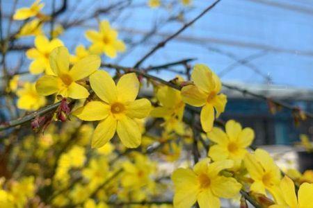 迎春花冬季为什么黄叶落叶