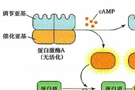 camp试验的名词解释