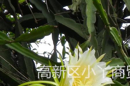 霸王花什么特性比较好