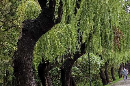 雨中漫步诗句