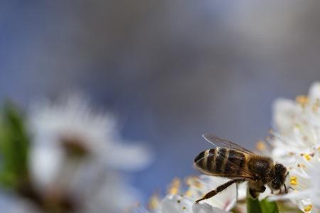 蜜蜂飞逃一般在几点