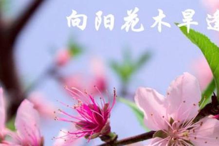 桃花三月笑春风的意思