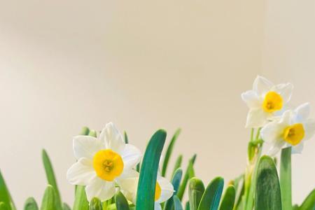 水仙花开花了怎么造句