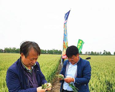 航麦501适合种植区域