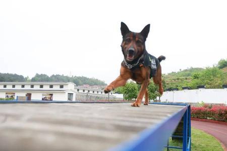 警犬来啦，小智被毒是第几集