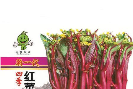 红菜苔种子催芽可以放冰箱吗