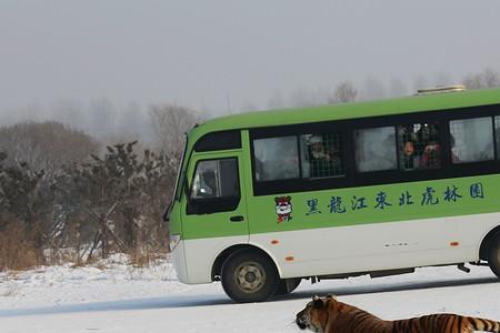 太阳岛观光车咋样坐最好