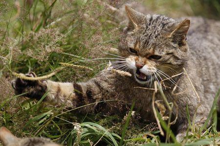 野猫定律