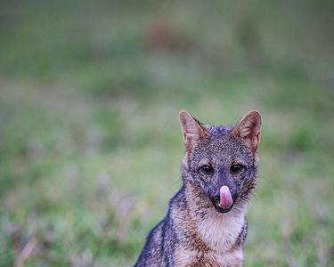 狼凶悍狐狸狡猾什么意思