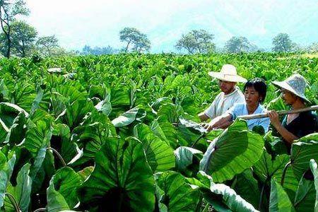 芋头倒伏是怎么回事