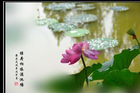 夏雨如珠点芙蓉诗句