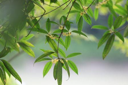 夜月风影的意思